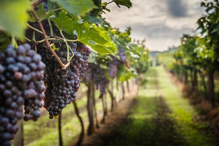 Private Chianti Wine Tasting from Florence, Half Day Experience — photo 1 of 15