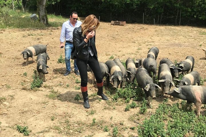 Visit to the Cinta Senese farm in Montepulciano — photo 1 of 18