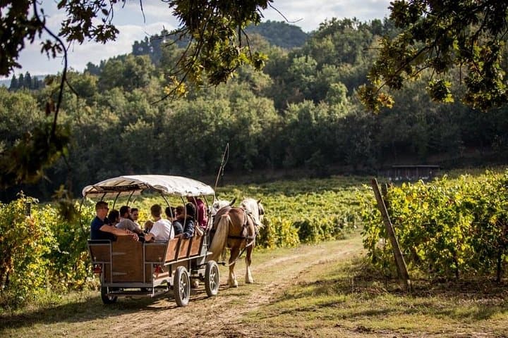 Carriage tour through the vineyards with wine tasting in Umbria — photo 1 of 5