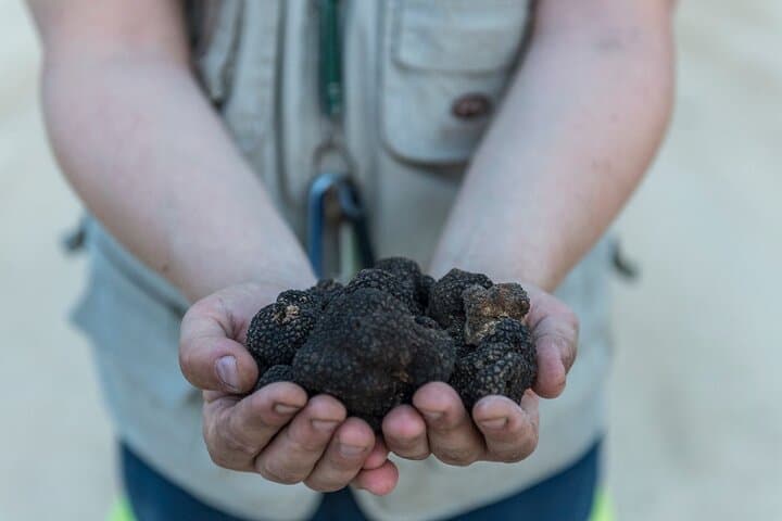 Truffle Lunch & Hunting Experience in San Gimignano — photo 1 of 10