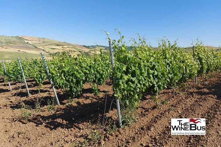 Private Vulture Wine Tour from MATERA with sommelier — photo 1 of 12