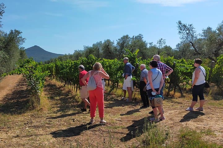 Private Wine Tour to Bolgheri with Expert Sommelier - 2 Wineries — photo 1 of 11