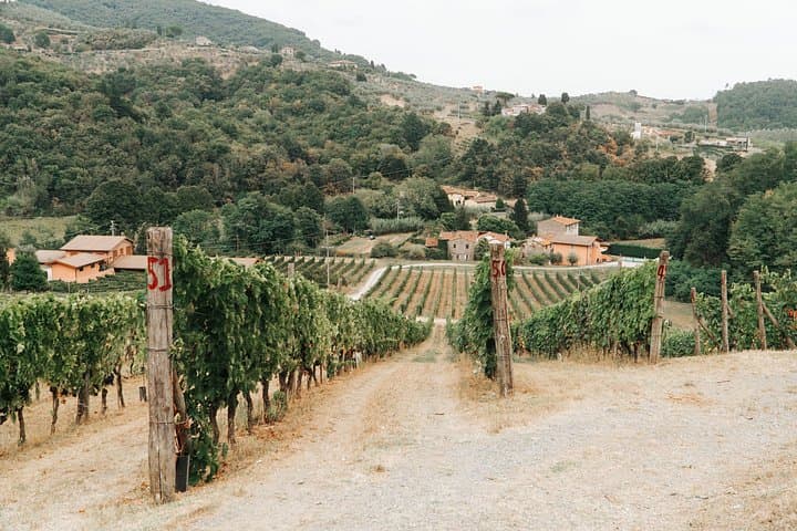 Lucca: Wine Tasting Experience - Tenuta Adamo Winery — photo 1 of 9