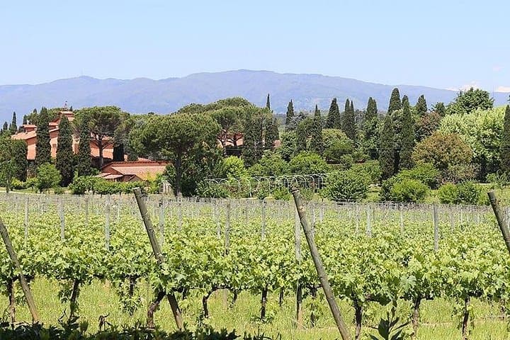 Private Lucca Wine Tour with Lunch and Tastings — photo 1 of 6