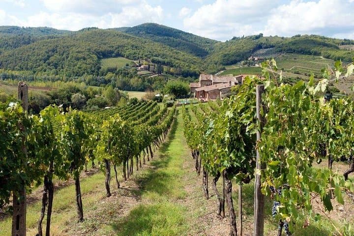 Chianti from Florence:PRIVATE Wine, Olive Oil Tasting in the Tuscan countryside — photo 1 of 11