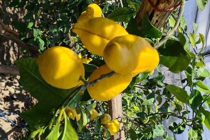Lemon path hike - Amalfi coast — photo 1 of 20