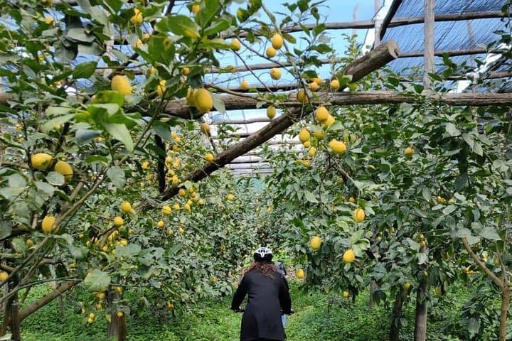 Backroads & Limoncello Experience: Sorrento E-Bike Tour — photo 1 of 7