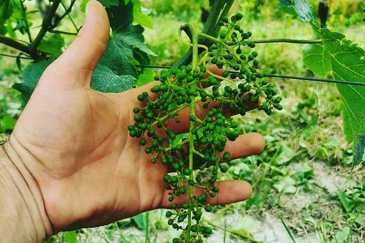 Barolo&Barbaresco Wine Experience with a Local Winemaker / Torino — photo 1 of 8