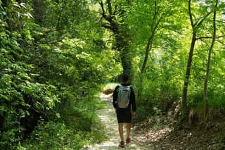 Walking Tour to Discover the Secular Beech Trees from Elcito
