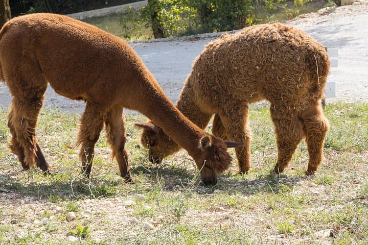Private Visit to the Animals of the Enchanted Village in Spoleto — photo 1 of 7