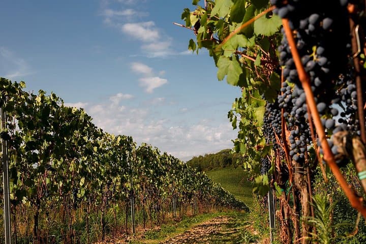 Winery tour and wine tasting of organic Chianti wines and extra virgin oil — photo 1 of 16