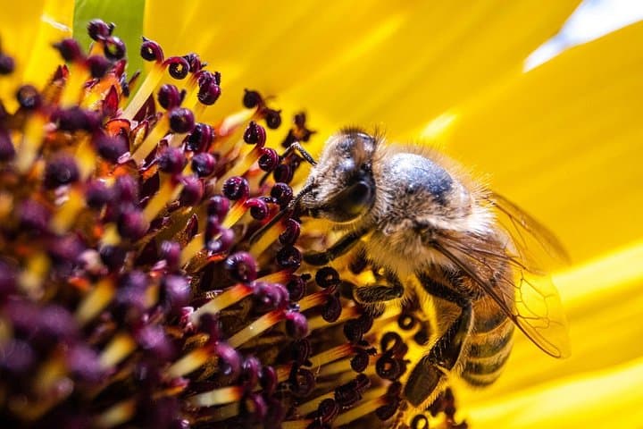 Discovering Bees in Volterra — photo 1 of 12