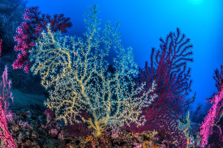 Sorrento 2 Tank Scuba Dive: Santa Croce Reef & Sorrento Bay — photo 1 of 9