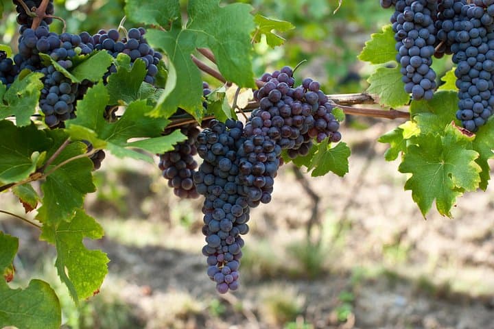 Organic Farms and Natural Wines Private Tour in Valtellina — photo 1 of 7