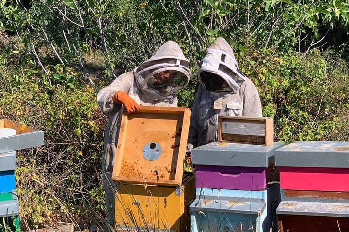 Experience bees from the beehive to the honey jar and taste honey — photo 1 of 4