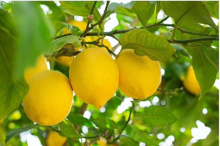 Sorrento: at the Vivaio by E-Bike with Limoncello Tasting — photo 1 of 5