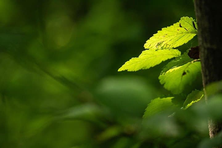 Photo tour of Macro-photography - lake garda — photo 1 of 7