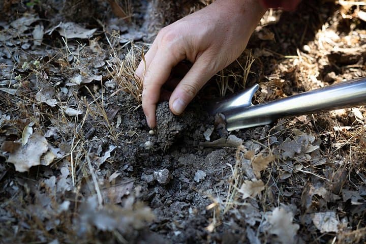 Truffle hunting with Professional photographer — photo 1 of 6