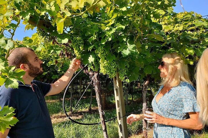 Vineyard Tour and Wine Tasting in Cavaion Veronese — photo 1 of 12