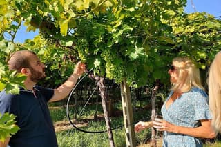 Vineyard Tour and Wine Tasting in Cavaion Veronese