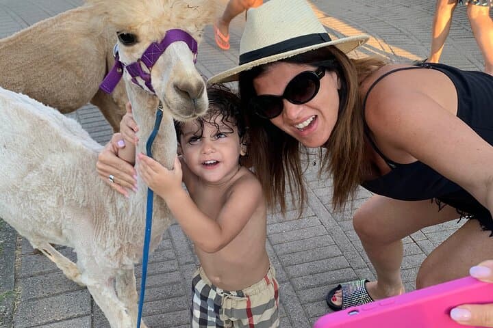 Calabrian Alpacas Sunset Beach Experiences Pizzo VV AlpacSelfies — photo 1 of 11