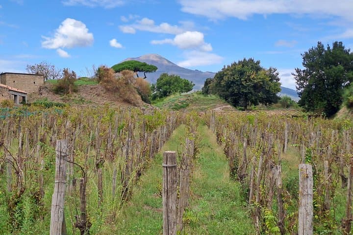 Private Pompeii + Lunch at Casa Setaro Vesuvius Winery-Trsf. incl. — photo 1 of 14
