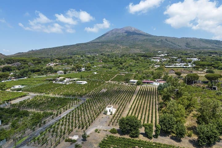 Organic Wine Tasting & Lunch Experience on Mt Vesuvius — photo 1 of 12