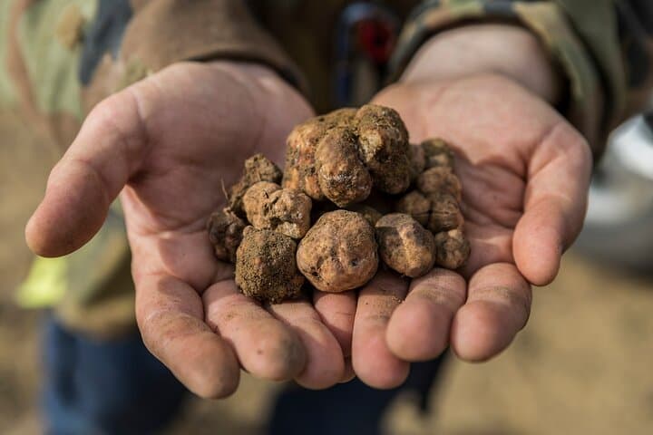 Truffle hunting experience with lunch and Chianti wine tasting — photo 1 of 30