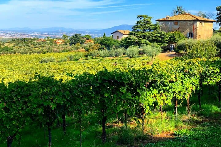 Classic Half-Day Wine Tour in Frascati with Lunch — photo 1 of 18