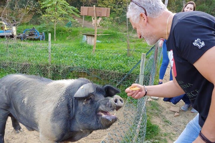 Montepulciano: Cinta Senese Farm Tour, Food Tasting & wine — photo 1 of 28