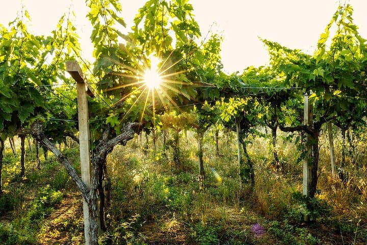 Wine Tour Between History and Tastings at the Feudo Antico Winery — photo 1 of 43