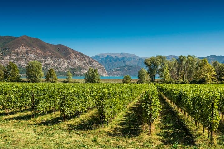 From Milan Full Day in Franciacorta 2 Wineries and Lunch — photo 1 of 6