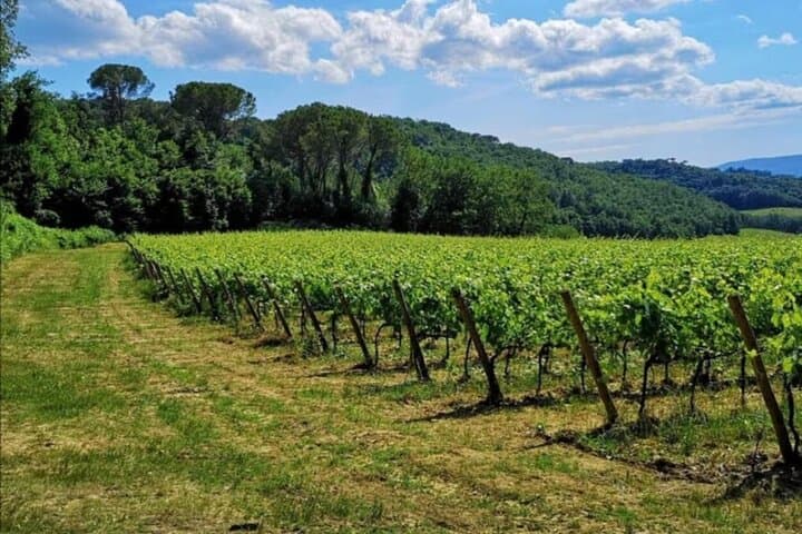 Etruscan Winery, Lunch & Wine Tasting in Chianti — photo 1 of 4