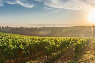 Florence and Boutique Winery with optional Pisa from Livorno Port