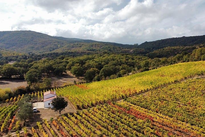 Winery Tour with Wine and Food Tasting in Nuoro — photo 1 of 6