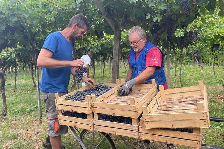 Discover the Amarone wine: 1 winery with delicious food pairing — photo 1 of 14