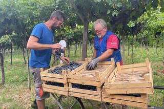 Discover the Amarone wine: 1 winery with delicious food pairing