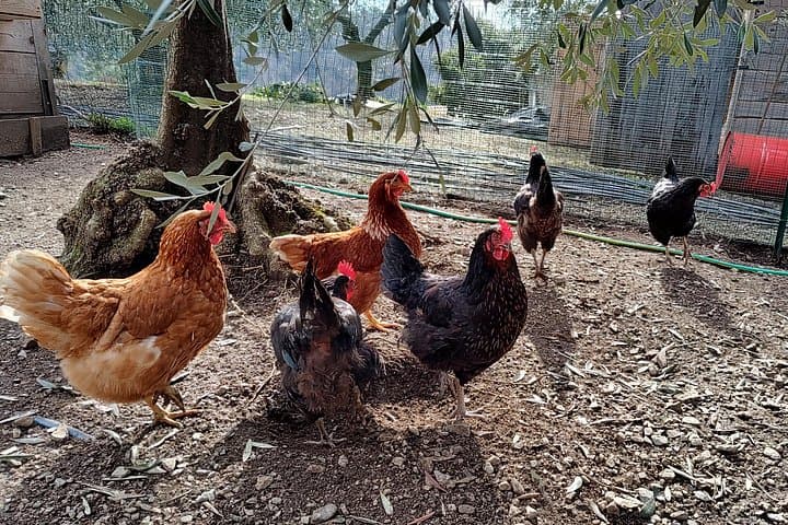 Varenna Local Farmers Food Tour — photo 1 of 10