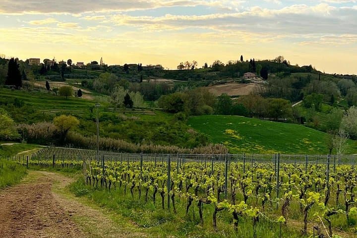 Winery Tour & Tasting in Pisa Countryside — photo 1 of 5
