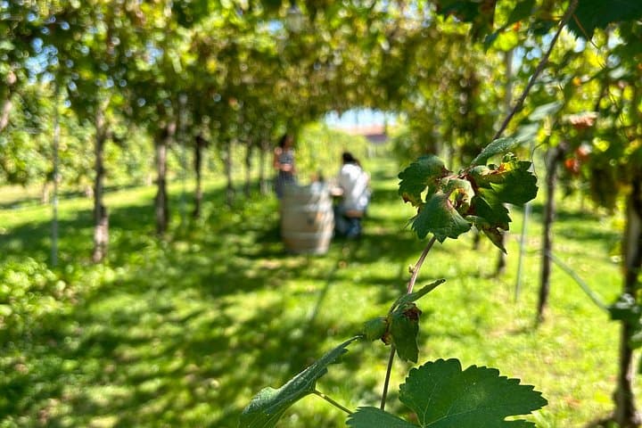 2 Guests Private Prosecco Road Tour All Inclusive from Conegliano — photo 1 of 23