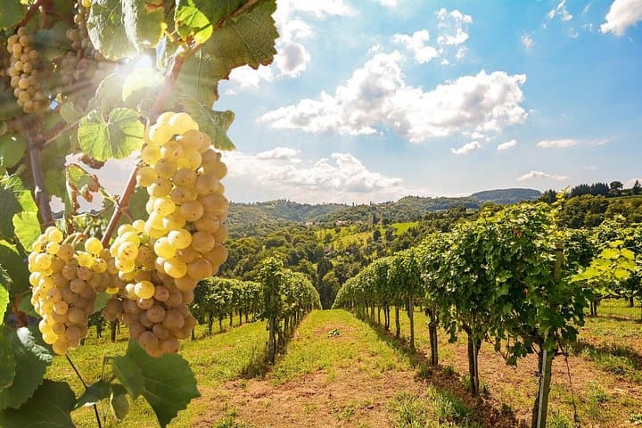 Private Wine Tour in the Tuscan Countryside from Florence — photo 1 of 6