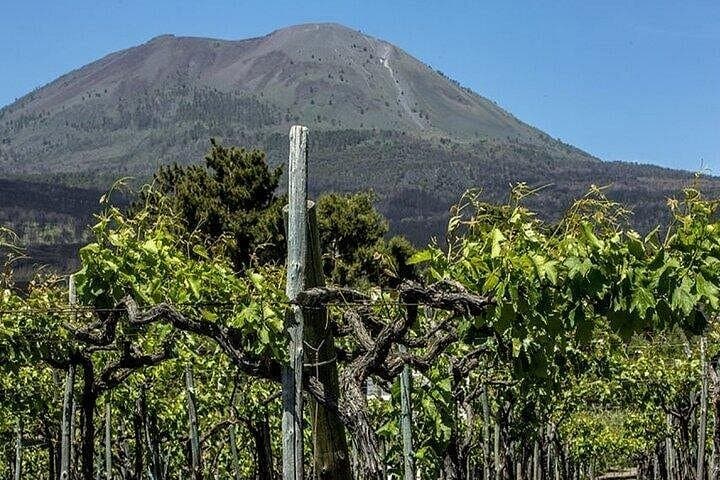 Vesuvius Wine Tasting Tour from Naples with Lunch — photo 1 of 5