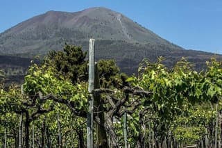 Vesuvius Wine Tasting Tour from Naples with Lunch