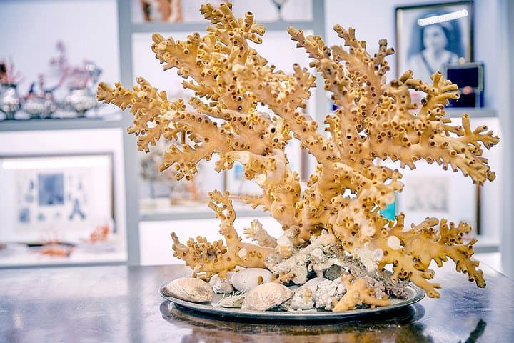 Coral processing experience with visit to the museum — photo 1 of 5