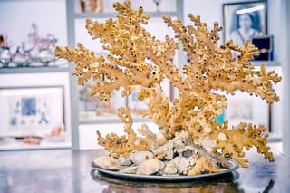 Coral processing experience with visit to the museum