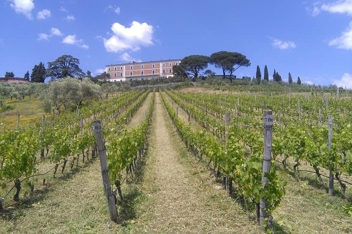 Private tasting of wines and oil to discover Lucca Ducale — photo 1 of 14