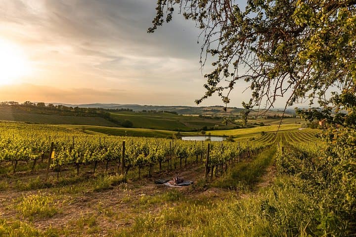 Picnic in vineyards with Bottle of Rosso di Montalcino — photo 1 of 4
