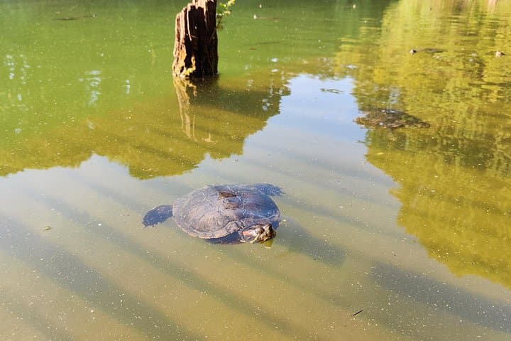 Trekking in the Wood with picnic on the turtles lake — photo 1 of 15