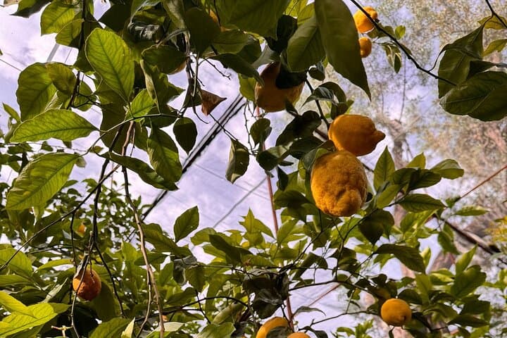 Nonna Concettina Sorrento Lemon Tour — photo 1 of 11