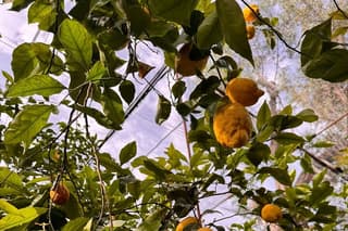 Nonna Concettina Sorrento Lemon Tour